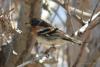 fringilla-montifringilla_01_t1.jpg
