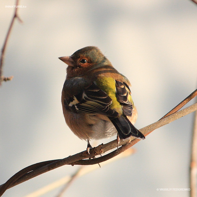 fringilla_coelebs_01.jpg