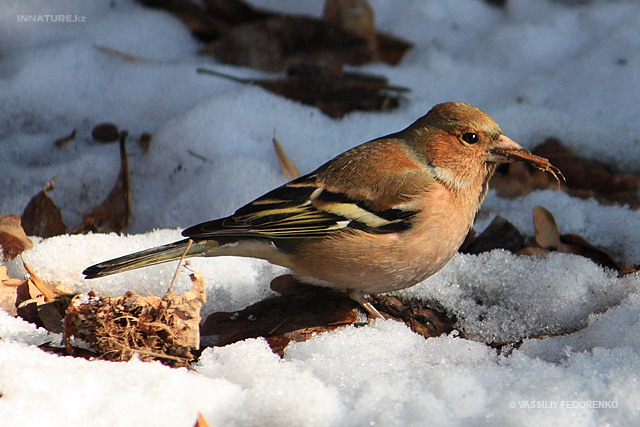 fringilla_coelebs_07.jpg