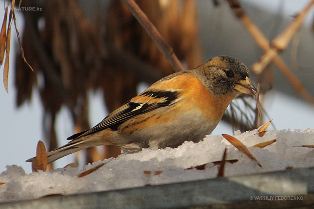 fringilla_montifringilla_03.jpg