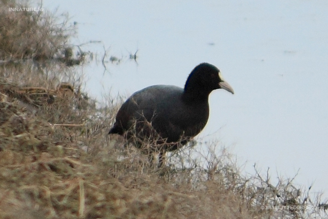 fulica-atra_01_1.jpg