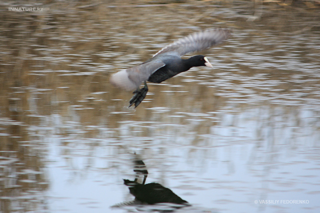 fulica-atra_01_2.jpg