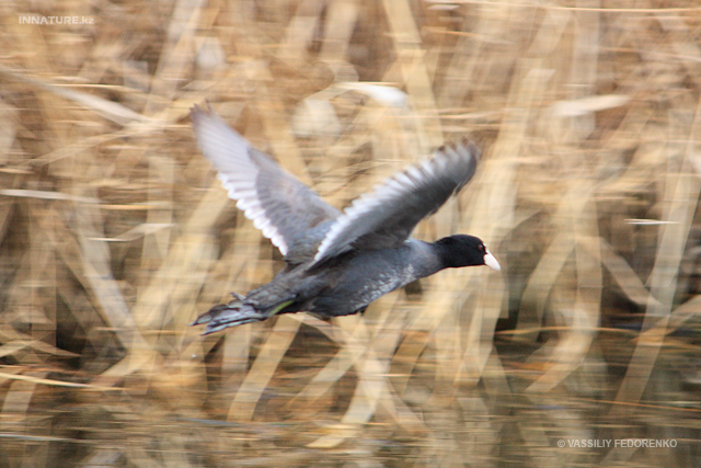 fulica-atra_01_3.jpg