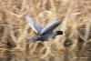 fulica-atra_01_3_t1.jpg
