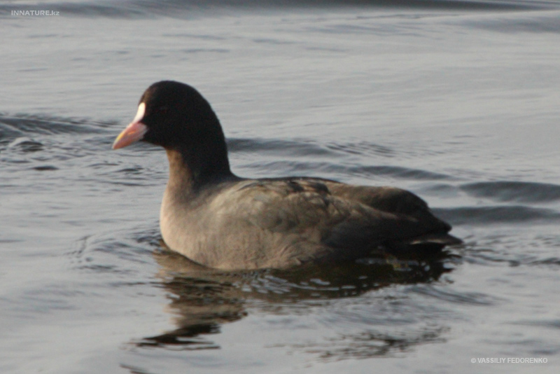 fulica-atra_01_5.jpg