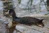 fulica-atra_01_t1.jpg