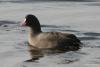 fulica-atra_01_t1_1.jpg