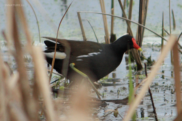 gallinula-chloropus_01.jpg