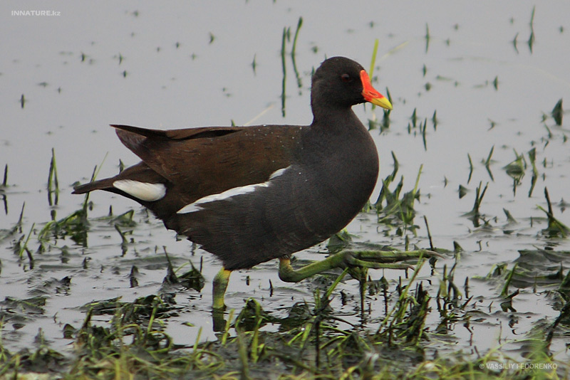 gallinula-chloropus_02.jpg