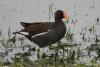 gallinula-chloropus_02_t1.jpg