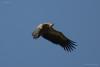 gyps-fulvus_01_t1.jpg