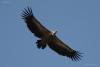 gyps-fulvus_02_t1.jpg