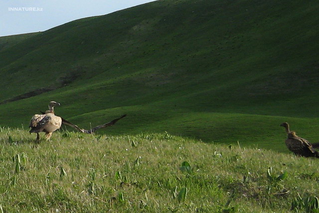 gyps_himalayensis_04.jpg