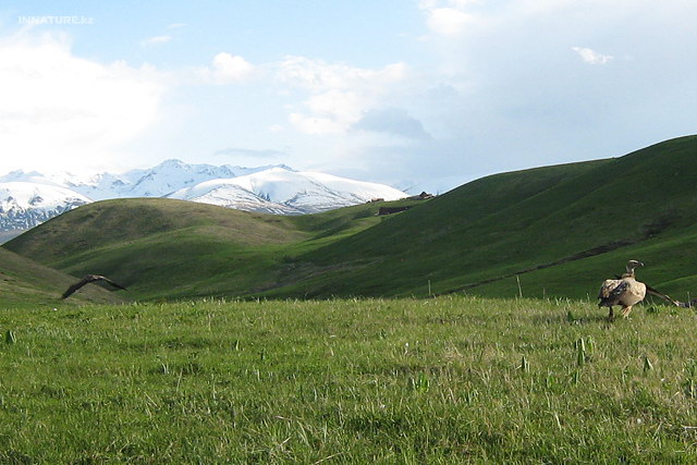 gyps_himalayensis_05.jpg