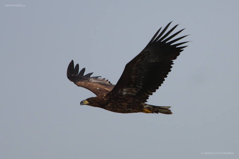 haliaeetus-albicilla_01.jpg
