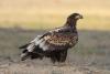 haliaeetus-albicilla_01_t1_1.jpg
