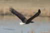 haliaeetus-albicilla_01_t1_2.jpg