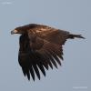 haliaeetus-albicilla_02_t1.jpg