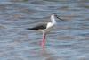 himantopus-himantopus_01_t1.jpg