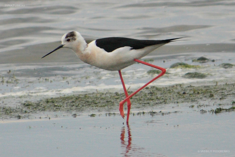 himantopus-himantopus_02_1.jpg