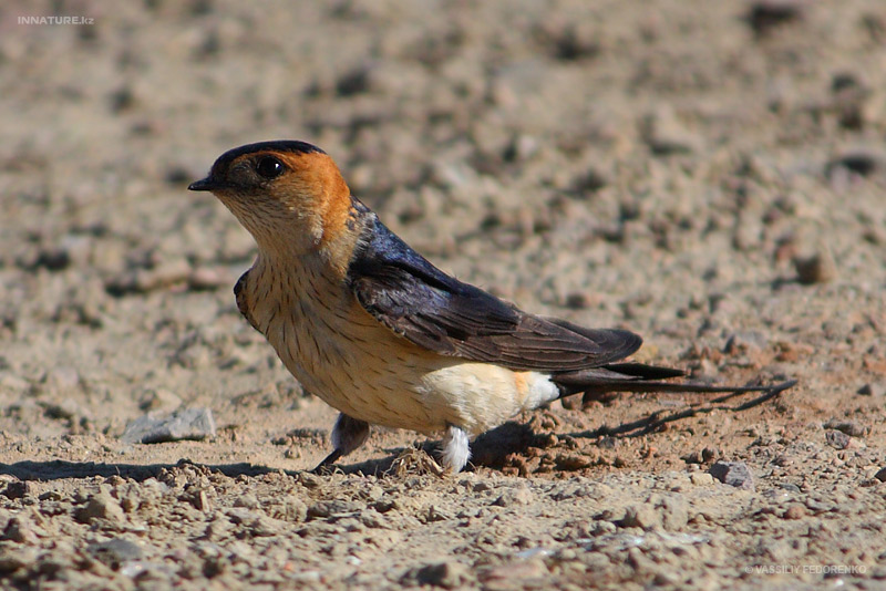 hirundo-daurica_01.jpg