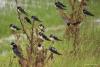 hirundo-rustica_01_t1.jpg