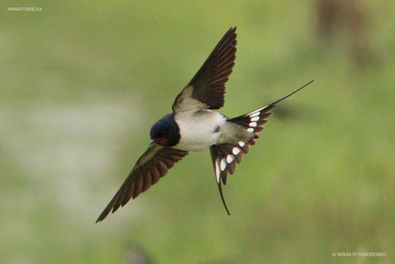 hirundo-rustica_02.jpg