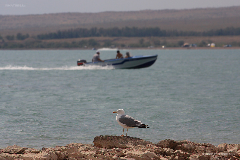larus-cachinnans_01_1.jpg