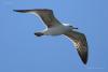 larus-cachinnans_01_t1.jpg