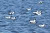 larus-ridibundus_01_t1.jpg