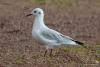 larus-ridibundus_01_t1_1.jpg