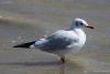 larus-ridibundus_01_t1_2.jpg