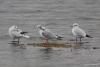 larus-ridibundus_01_t1_3.jpg