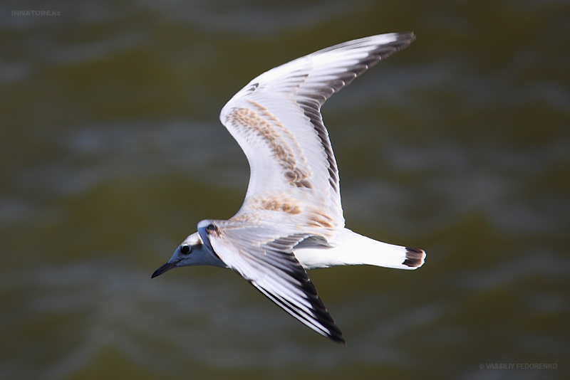 larus-ridibundus_02.jpg