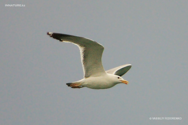 larus_cachinnans_01.jpg