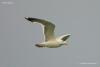 larus_cachinnans_01_t1.jpg