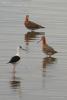 limosa-limosa_01_t1.jpg