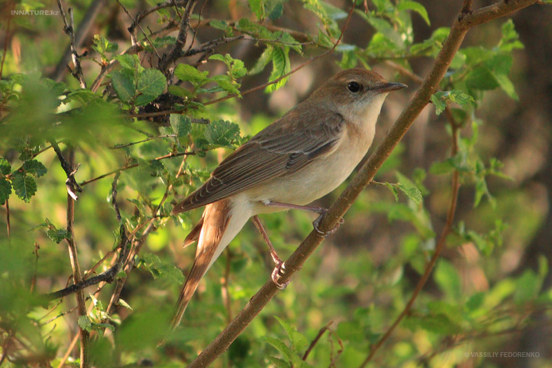luscinia-megarhynchos_02.jpg