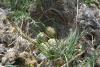 melanocorypha_calandra_03_t1.jpg