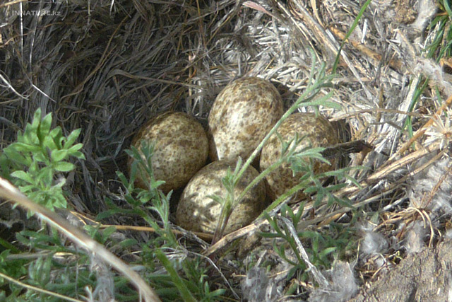 melanocorypha_calandra_04.jpg