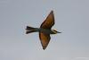 merops-apiaster_01_t1.jpg