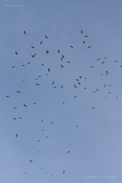 milvus-migrans_05.jpg