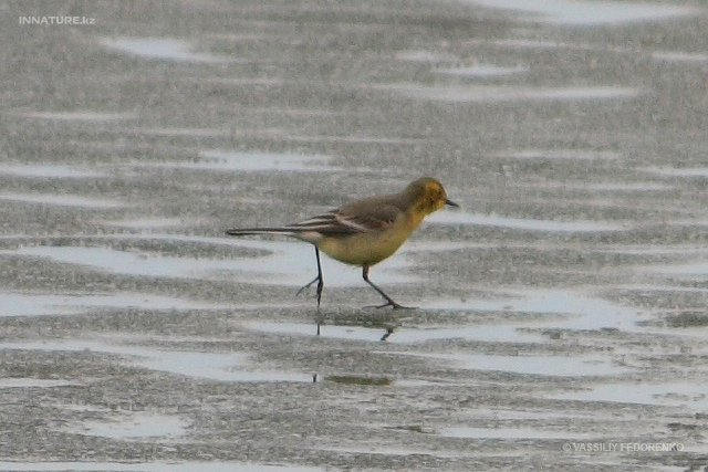 motacilla_01_1.jpg