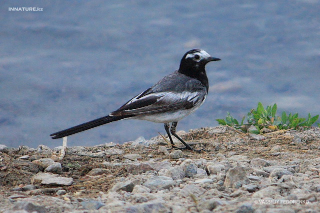 motacilla_personata_01.jpg