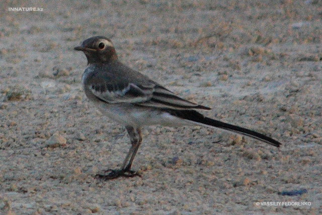 motacilla_personata_02.jpg