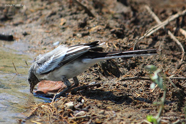motacilla_personata_03.jpg