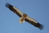 neophron-percnopterus_01_t1.jpg