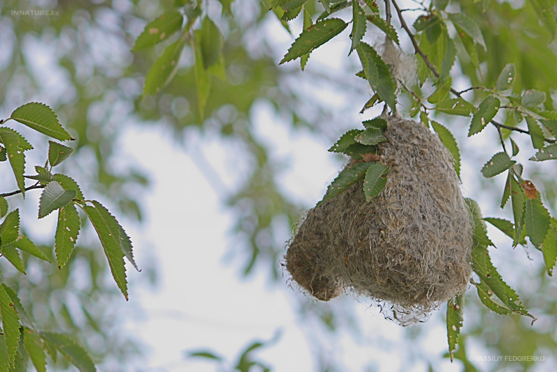 nest_01.jpg