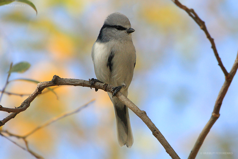 parus-cyanus_01_1.jpg