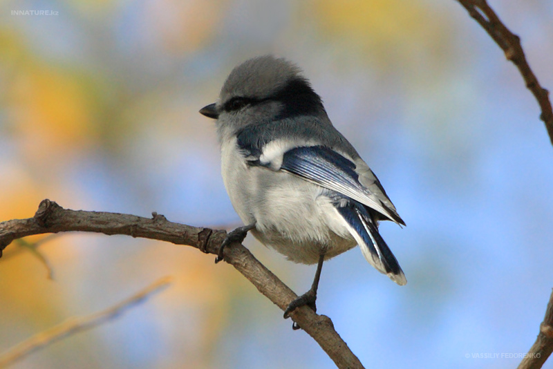 parus-cyanus_02.jpg